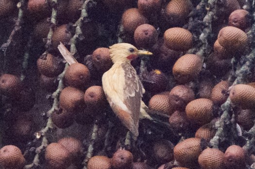 Cream-coloured Woodpecker near Laguna Paikawe